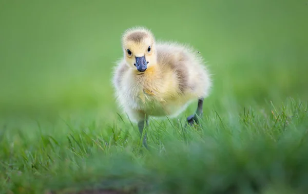 Les Oisons Oie Canada Dans Nature — Photo