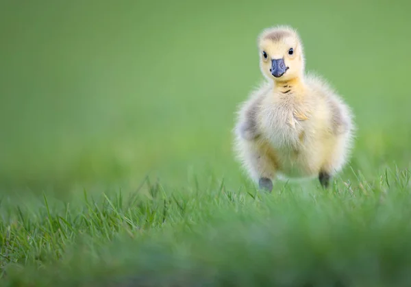 Les Oisons Oie Canada Dans Nature — Photo