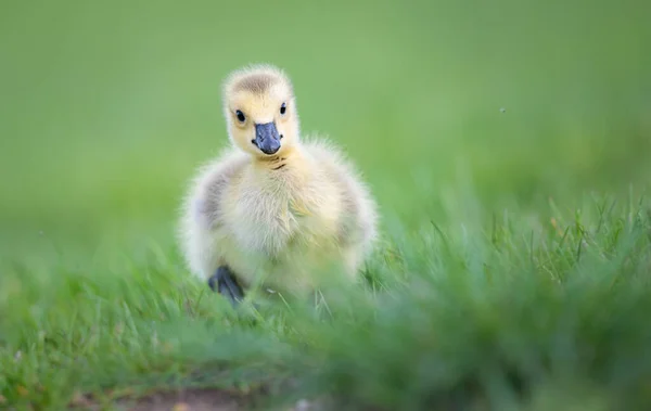 Les Oisons Oie Canada Dans Nature — Photo