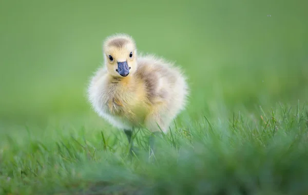 Ganso Canadiense Goslings Naturaleza — Foto de Stock