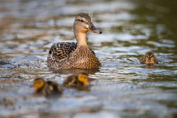 Famille Canard Colvert Dans Nature — Photo