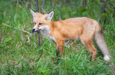 Vahşi doğada ilk yardım çantası.