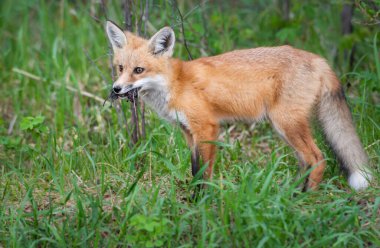 Vahşi doğada ilk yardım çantası.