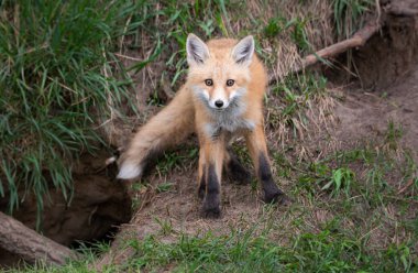 Vahşi doğada ilk yardım çantası.