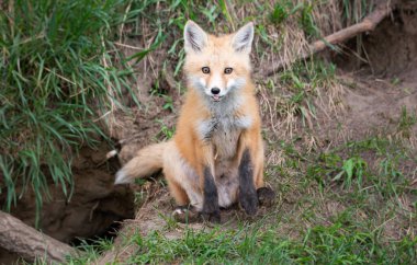 Vahşi doğada ilk yardım çantası.