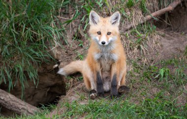 Vahşi doğada ilk yardım çantası.