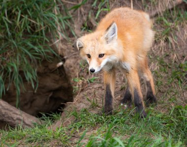 Vahşi doğada ilk yardım çantası.
