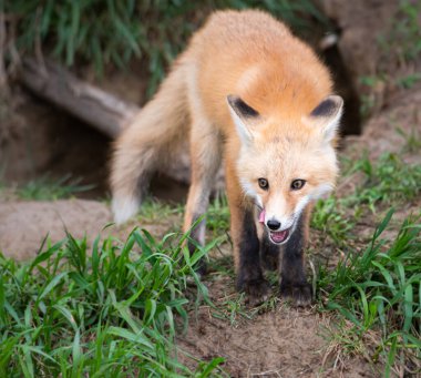 Vahşi doğada ilk yardım çantası.