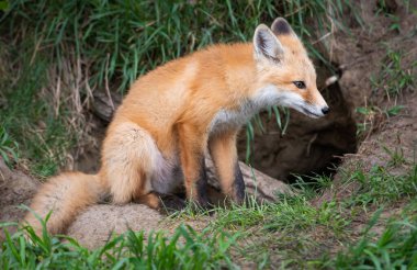 Vahşi doğada ilk yardım çantası.