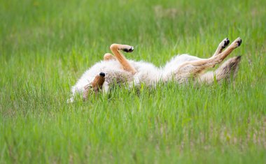 Baharda inek ve buzağı geyiği