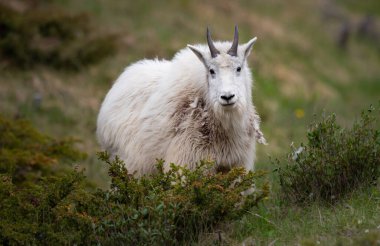 Baharda dağ keçisi