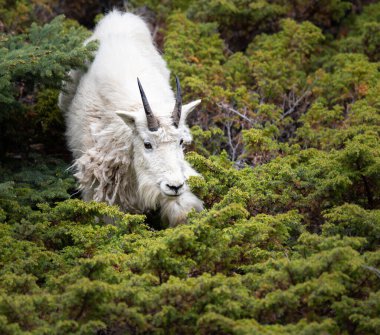 Baharda dağ keçisi