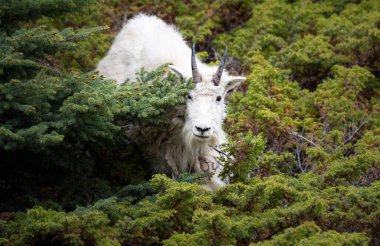 Baharda dağ keçisi