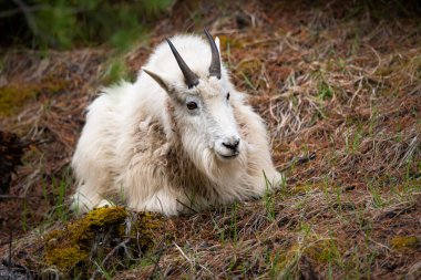 Baharda dağ keçisi