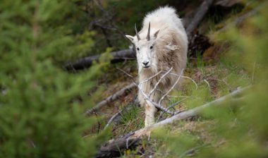 Baharda dağ keçisi