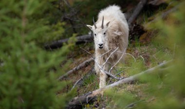 Baharda dağ keçisi