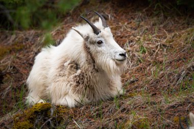 Baharda dağ keçisi