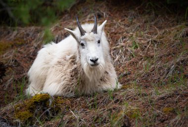 Baharda dağ keçisi