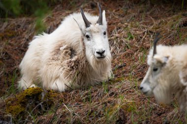 Baharda dağ keçisi