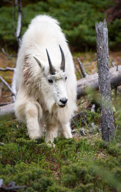 Baharda dağ keçisi