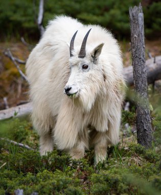 Baharda dağ keçisi