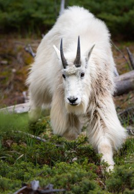 Baharda dağ keçisi