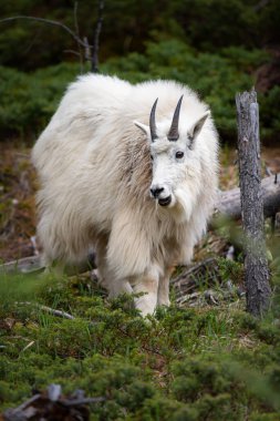 Baharda dağ keçisi