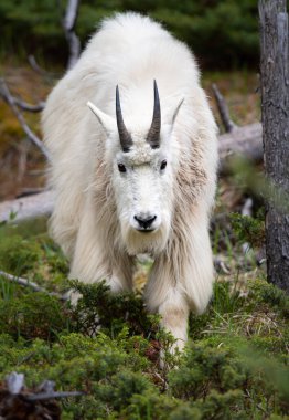 Baharda dağ keçisi