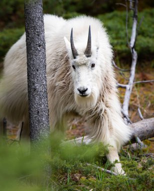 Baharda dağ keçisi