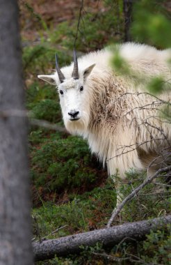 Baharda dağ keçisi