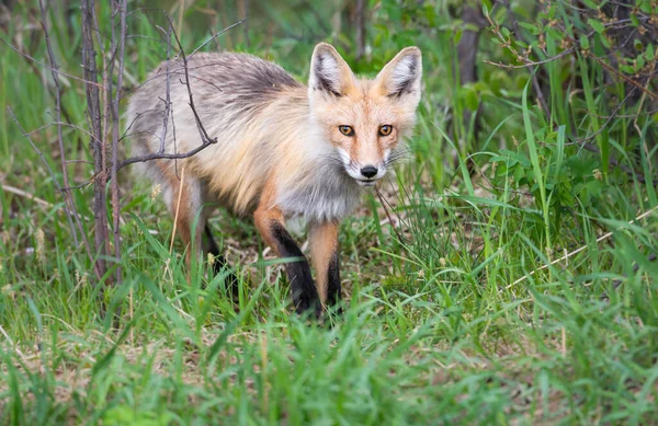 Fox Kit Wild — Stock Photo, Image