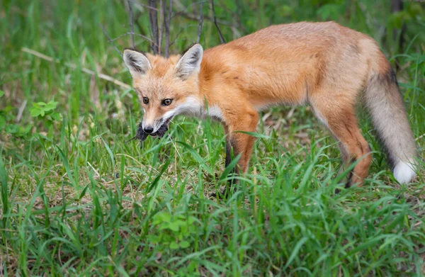 野生环境下的狐狸套件 — 图库照片