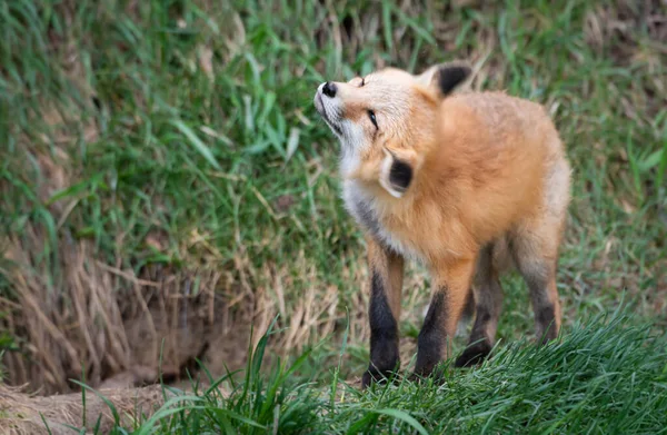 Fox Kit Natura — Foto Stock
