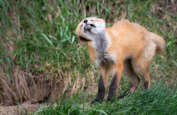 Fox Kit Wild — Stock Photo, Image