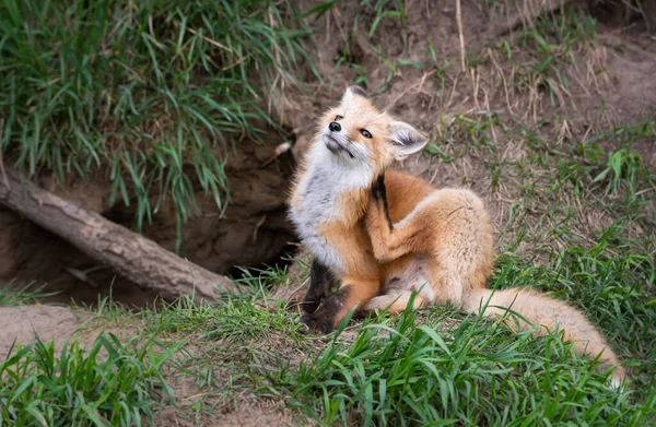 Fox Kit Het Wild — Stockfoto