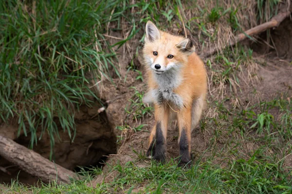 Fox Kit Wild — Stock fotografie
