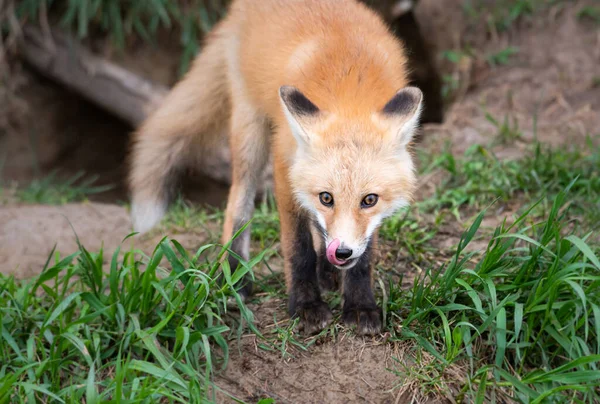 Fox Kit Naturaleza — Foto de Stock