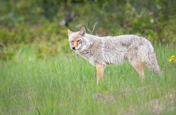 Coyote Printemps Fleurs — Photo