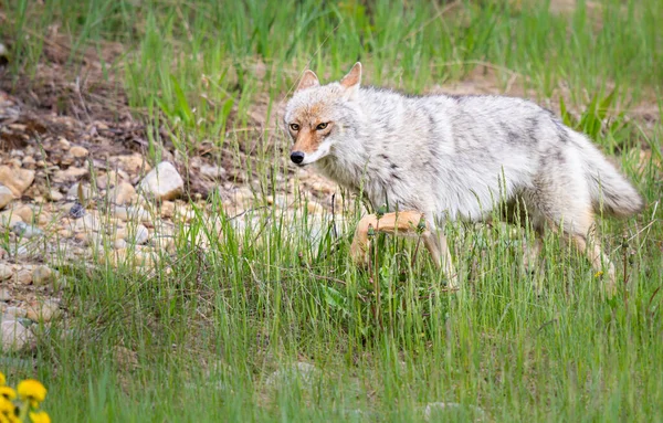 Coyote Nei Fiori Primavera — Foto Stock