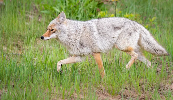 Coyote Het Voorjaar Bloemen — Stockfoto