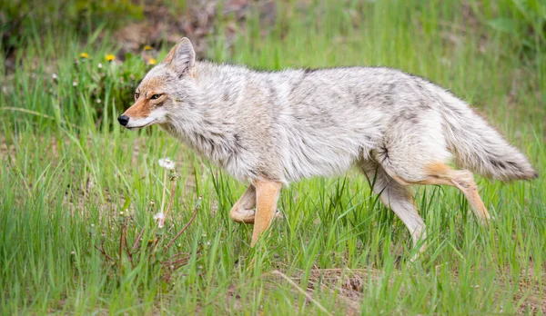 Coyote Het Voorjaar Bloemen — Stockfoto