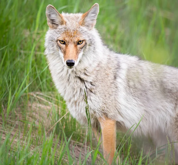 Coyote Het Voorjaar Bloemen — Stockfoto