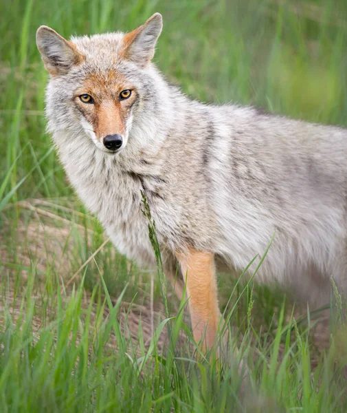 Coyote Het Voorjaar Bloemen — Stockfoto