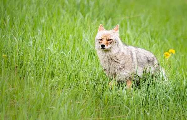Kojote Frühling — Stockfoto