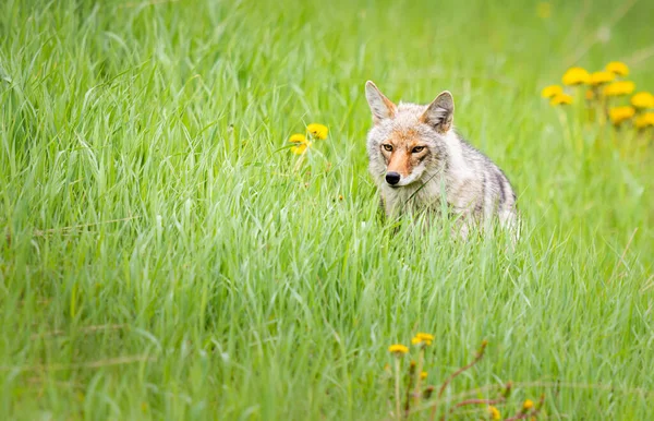 Kojote Frühling — Stockfoto