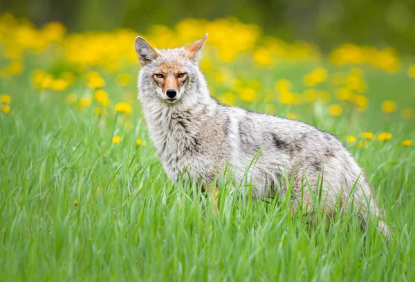 Coyote Het Voorjaar — Stockfoto