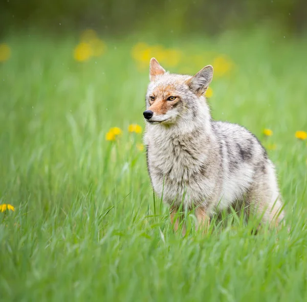 Coyote Het Voorjaar — Stockfoto