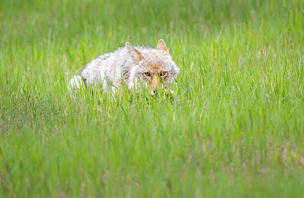 Coyote Primavera — Foto de Stock