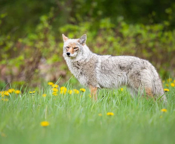 Coyote Het Voorjaar — Stockfoto