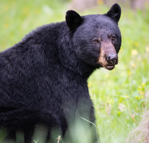 Oso Negro Naturaleza — Foto de Stock